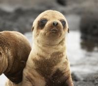 Galapagos Sea Lion Pup